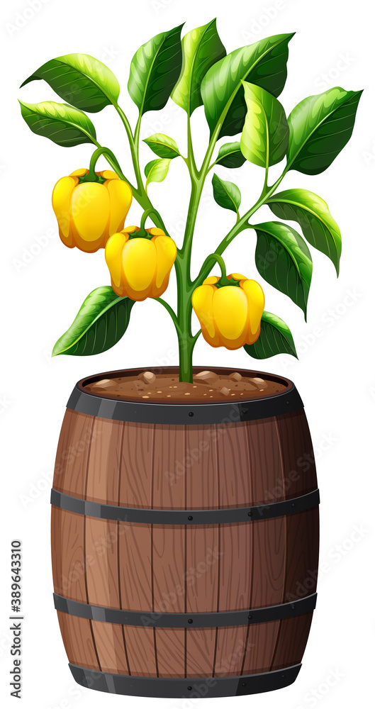 Yellow sweet pepper plant in wooden pot isolated on white background