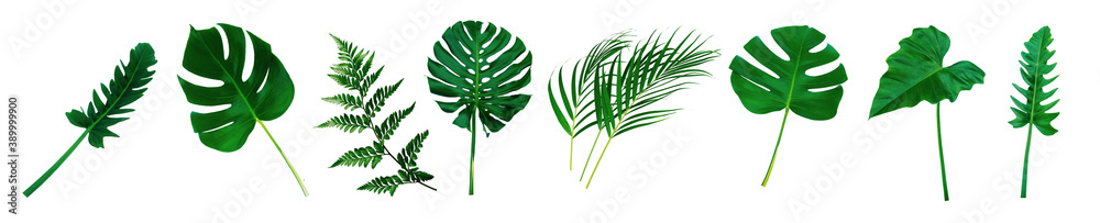 More beautiful exotic tropical leaves, isolated leaf background,clipping path. 