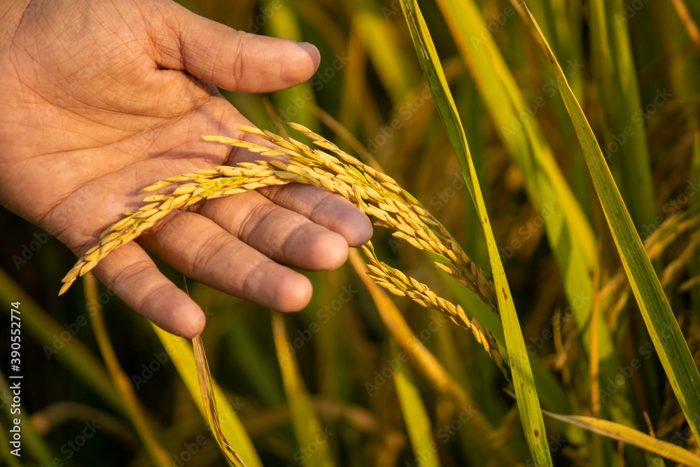 Beautiful paddy barley in hand on field