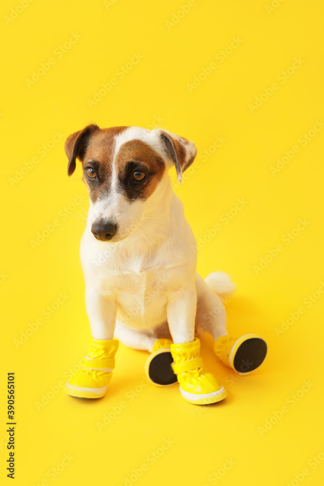 可爱有趣的小狗穿着彩色背景的短靴
