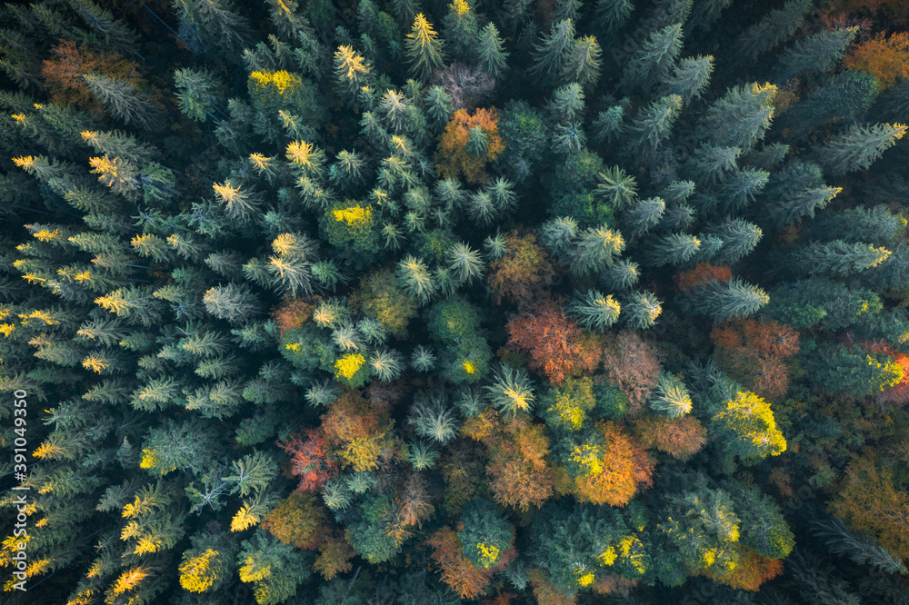 无人机俯视图。五颜六色的森林中有黄色、橙色和红色的秋树。阳光明媚的一天