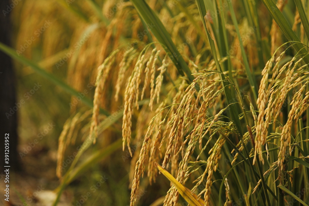 美丽的金色稻田大麦，背景是波克