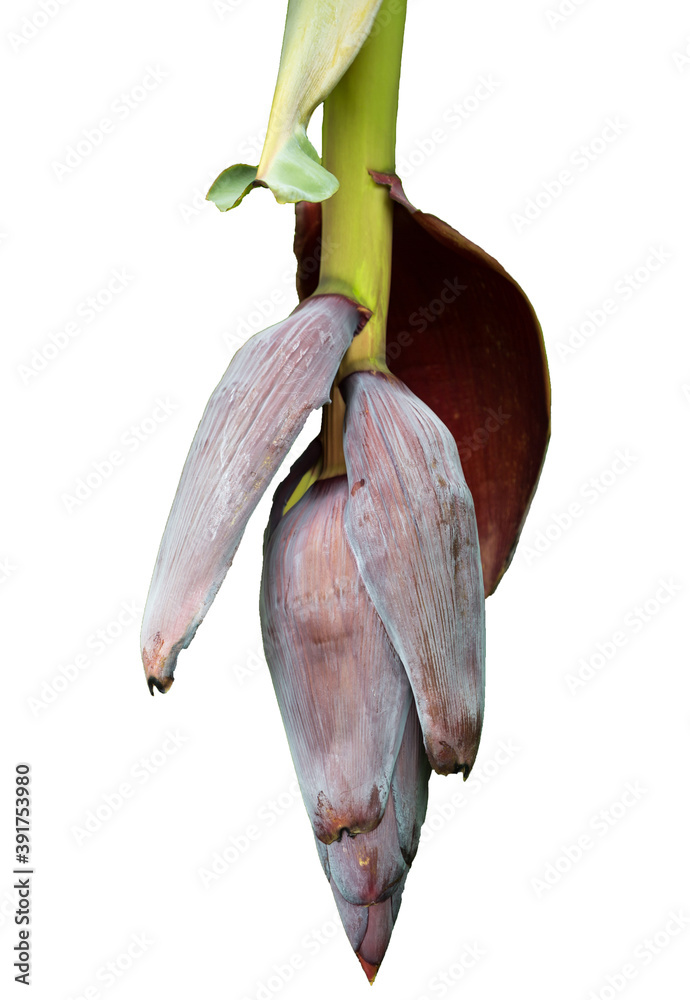 香蕉叶香蕉树白色背景