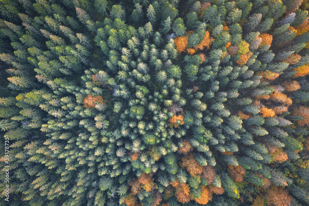Aerial drone top down view. Yellow, orange and red autumn trees in colorful forest. Sunny day in aut