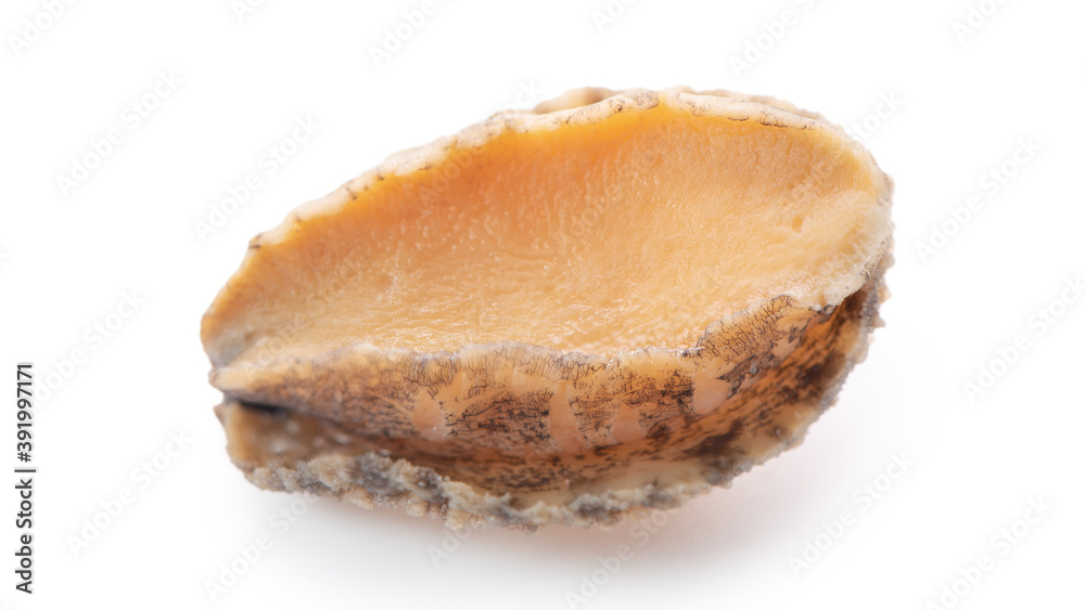Close up of raw abalone isolated on white background, clipping path cut out.