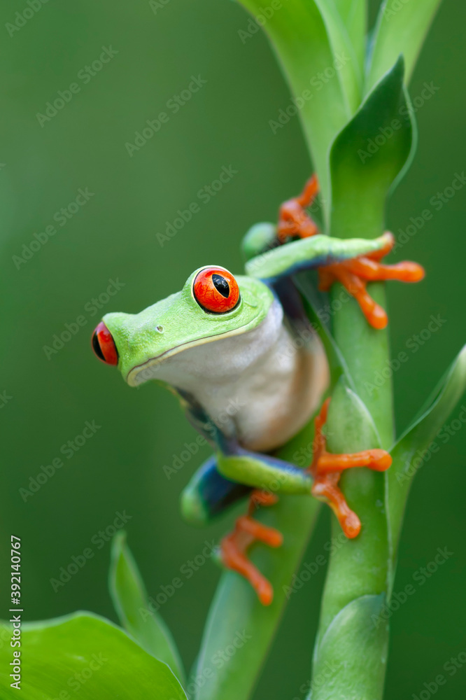 雨林中好奇的红眼树蛙
