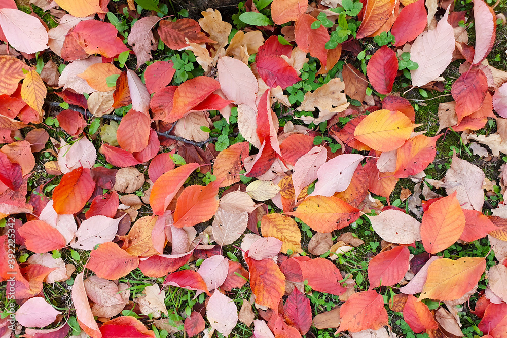 绿草上的红叶。俯视图、秋天的纹理或背景；