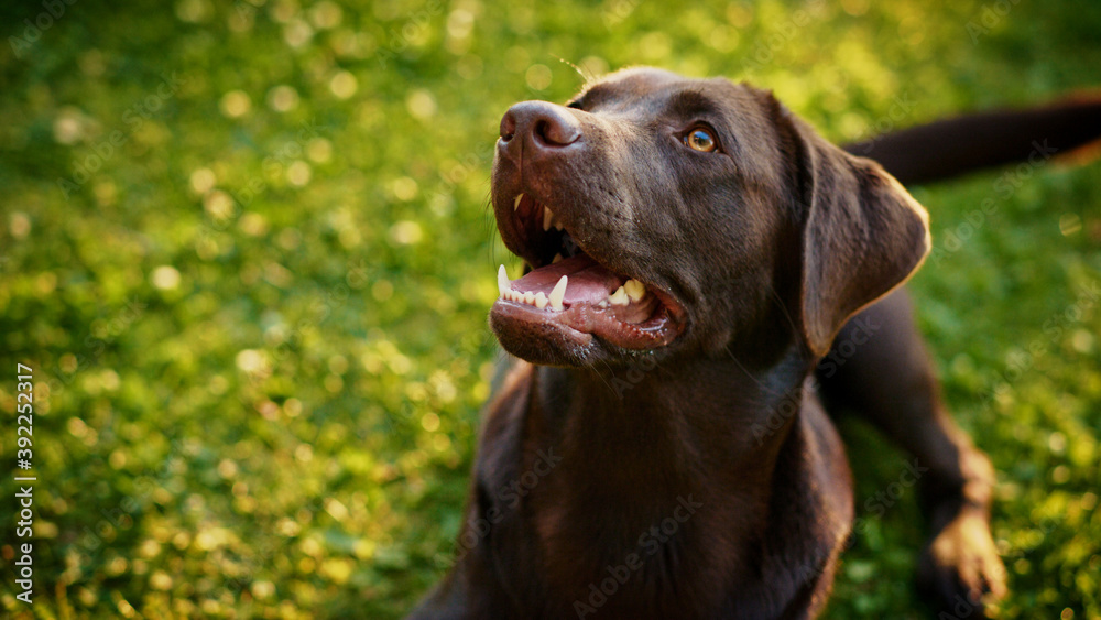 Handsome Nobel Pedigree Brown Labrador Retriever Dog Looks at Camera, Having Fun Outdoors on the Gre