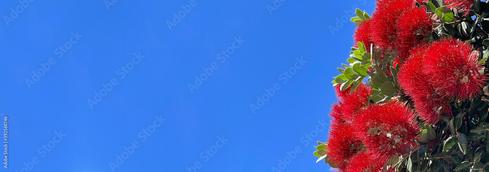背景为蓝天的新西兰红色pohutukawa树花
