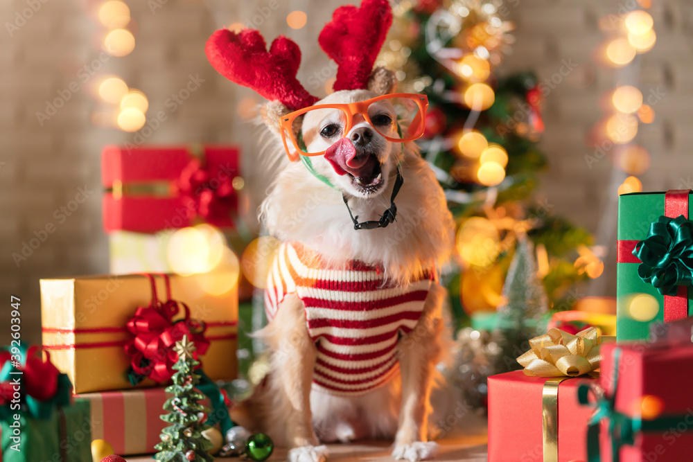 happiness and cheerful Dog breed Brown color Chihuahua with gifts present boxes and Christmas tree i