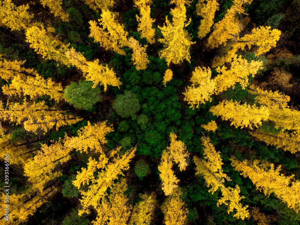秋季明亮的金色落叶松的俯视图。蒙大拿州的秋景。
