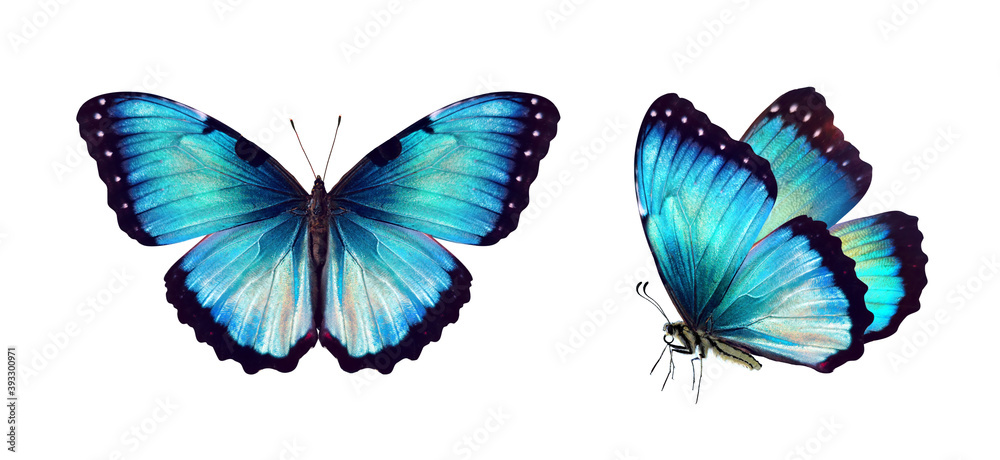 两只美丽的蓝色绿松石热带蝴蝶展开翅膀，飞行中被隔离在wh上