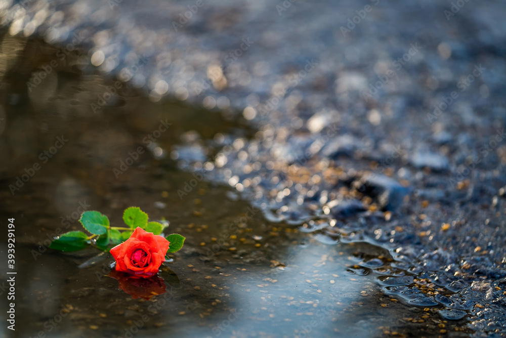 水中的玫瑰花瓣。水滴。水坑里的花朵。沥青背景。
