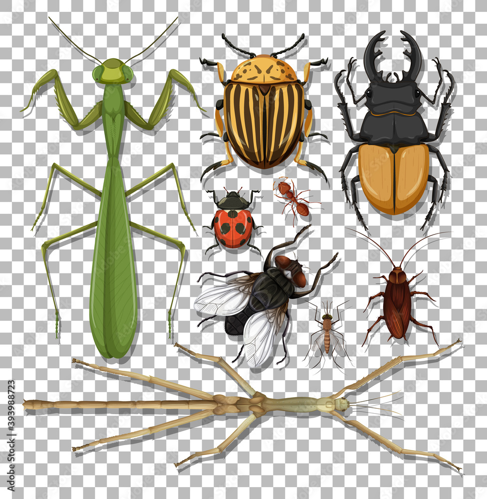 透明背景上的一组不同昆虫