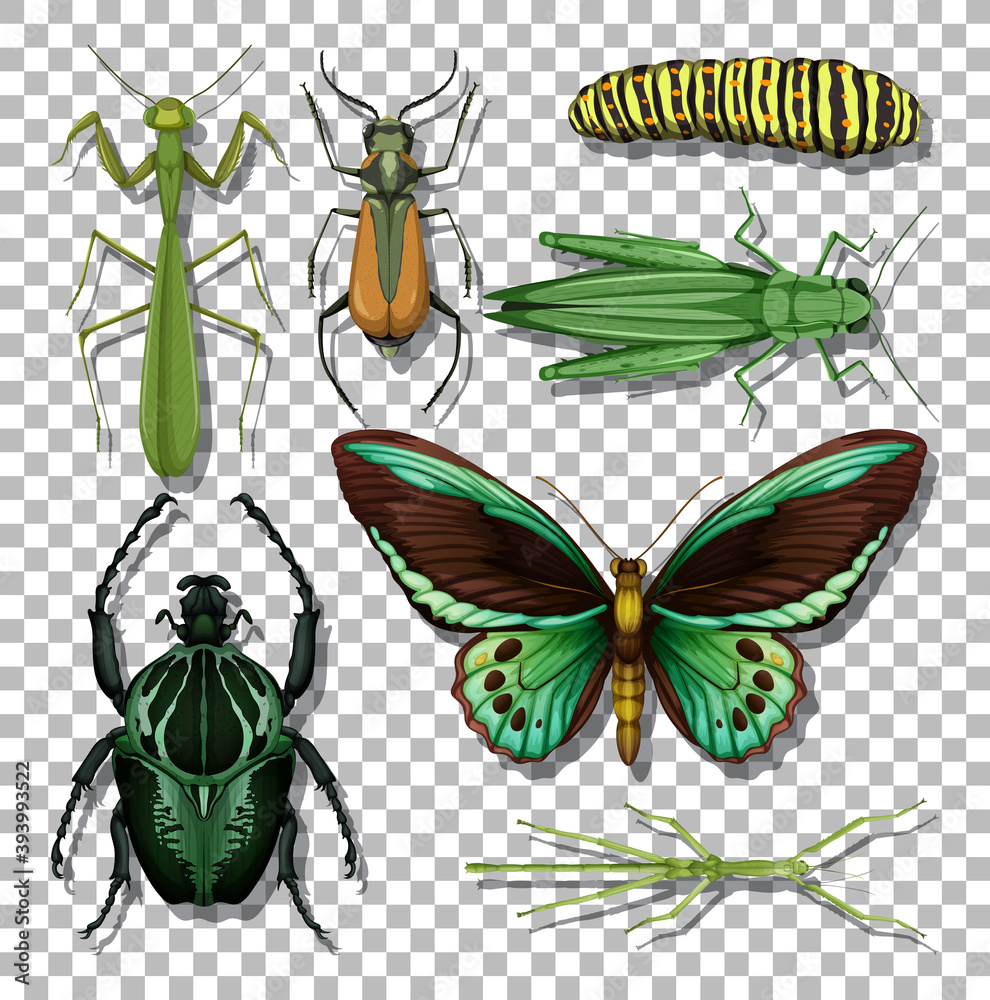 透明背景上的一组不同昆虫
