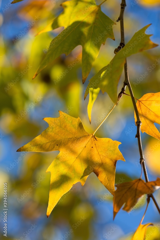 黄色秋季梧桐树枝上的叶子