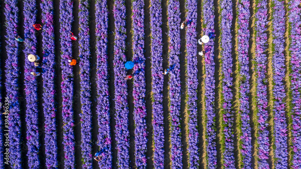 Aerial view margaret flower field form above, Rows of Margaret or Marguerite flower, Aerial view bea