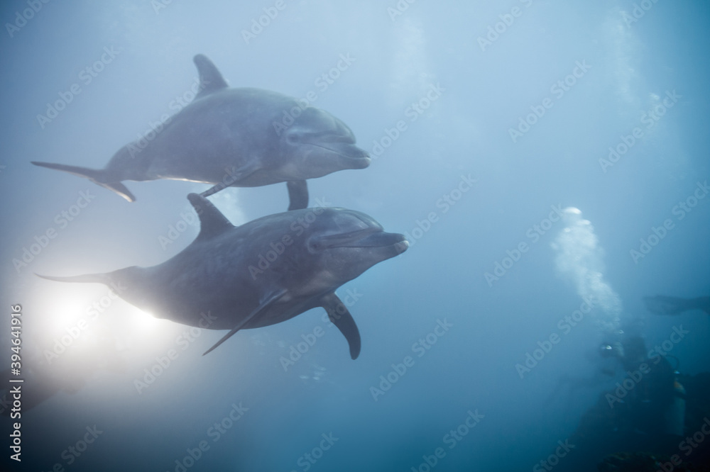 两只海豚一起在海洋中的水下游泳