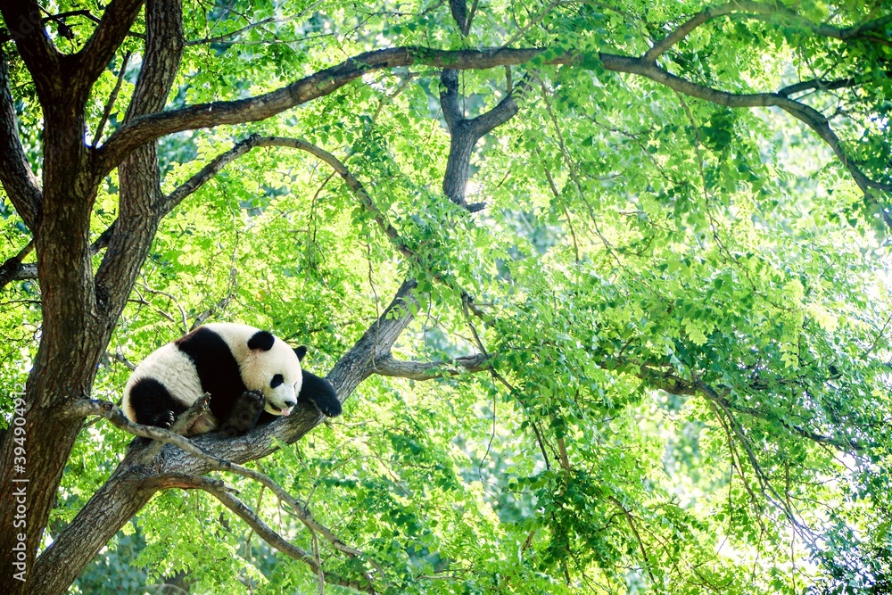 Adorable giant panda sleeping high on a huge green tree