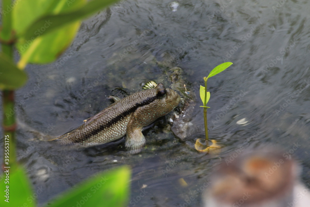 Amphibious fish live in the mangrove mud.