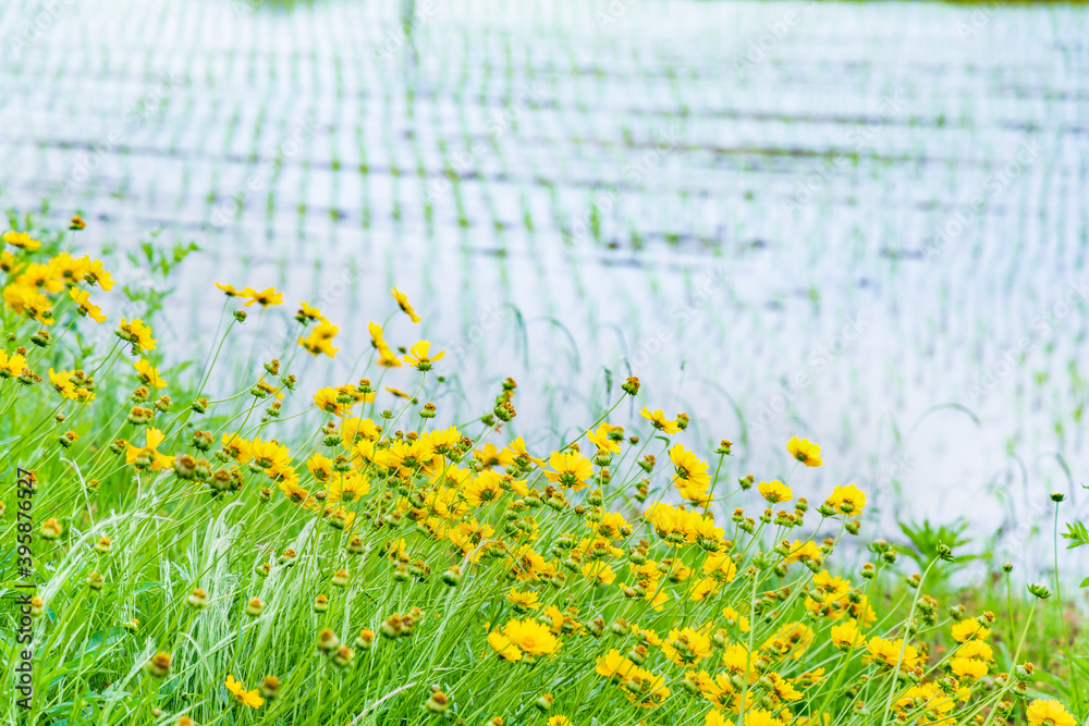水田の側に生えた黄色い花