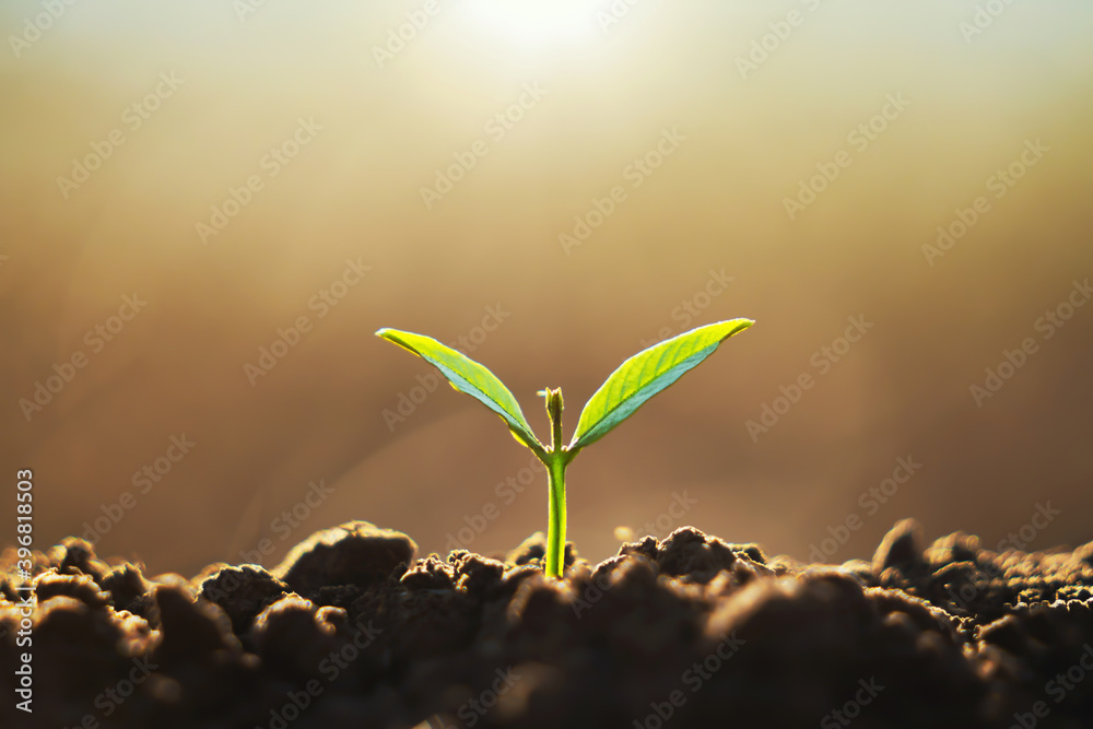在阳光下生长在泥土上的年轻植物。生态地球日概念