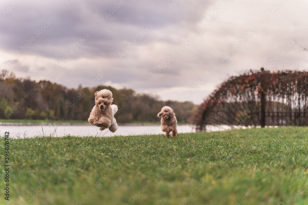 两只可爱的小金狗在公园的绿色草坪上嬉戏奔跑。快乐的狗。