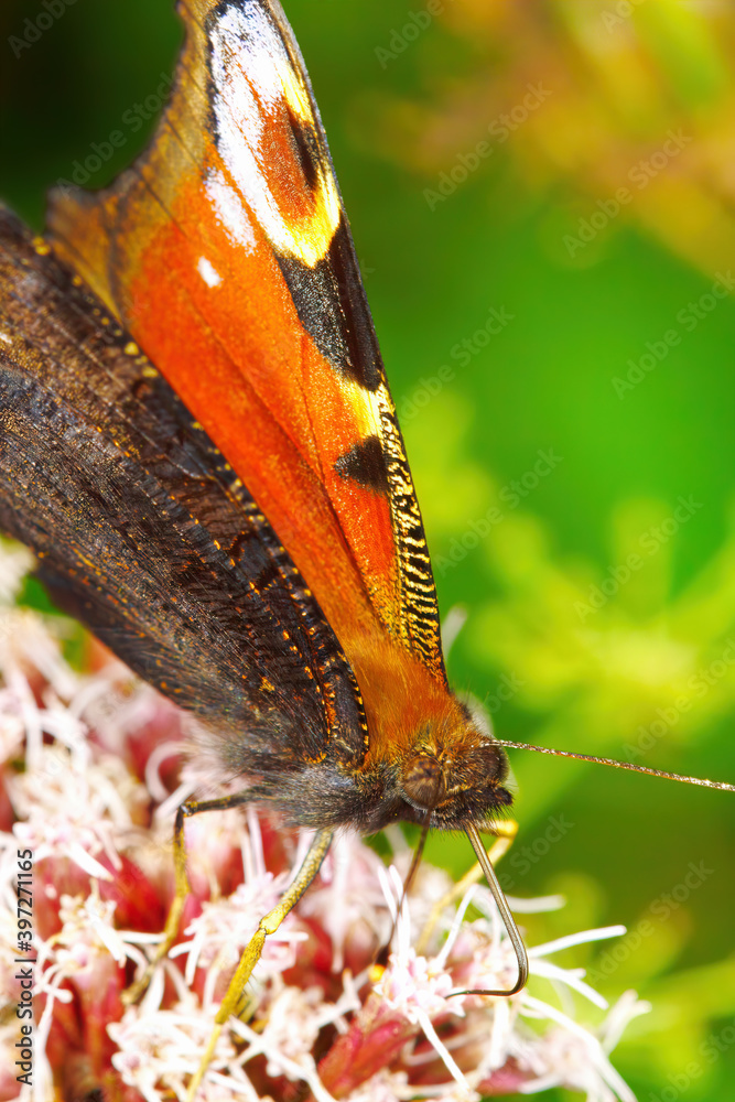 欧洲孔雀蝶坐在花上，侧视图