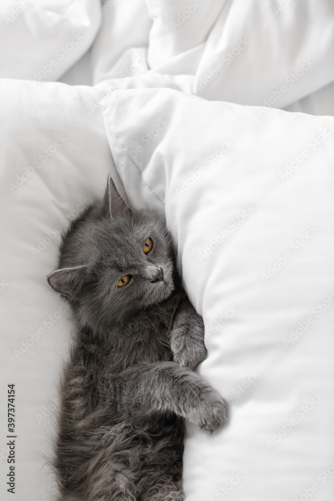 可爱的猫躺在柔软的床上。供暖季节的概念