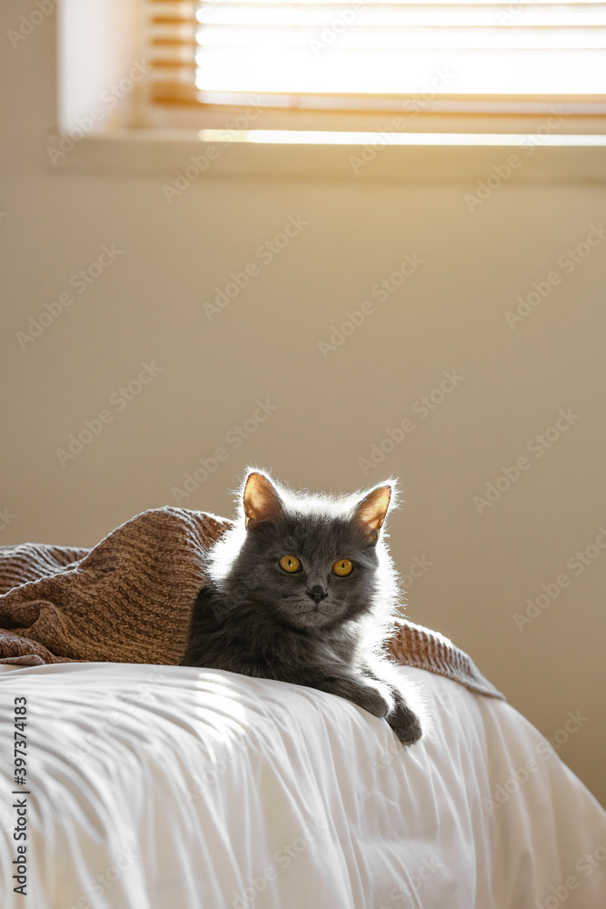 可爱的猫，温暖的格子布躺在床上。供暖季节的概念