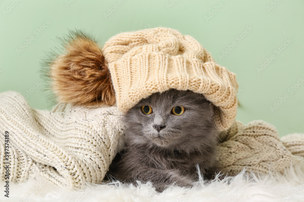 Cute cat with knitted hat under warm plaid on color background. Concept of heating season
