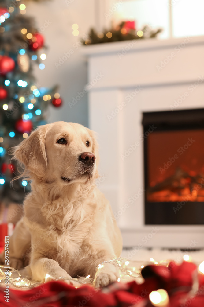 圣诞节前夕家里的可爱狗狗