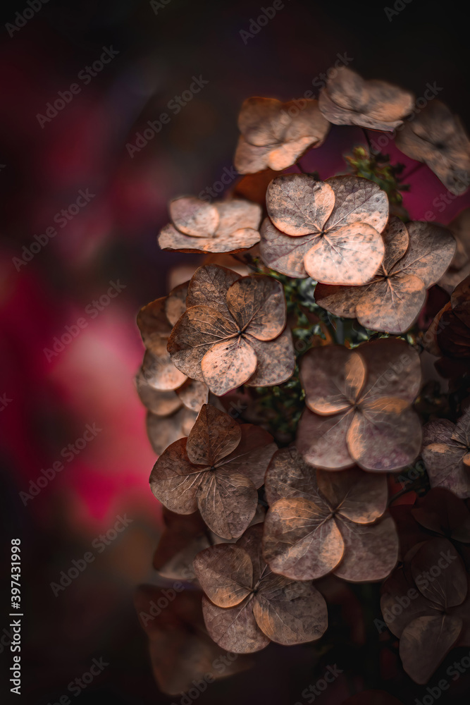 秋天干燥的绣球花。深色和忧郁的色调。粉红色，柔软，模糊的背景。