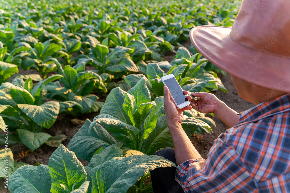 近距离观察亚洲农民用手机监测烟草中烟叶的生长
