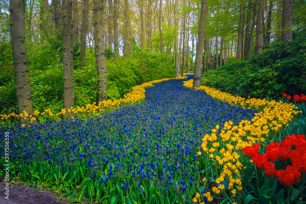 荷兰森林空地上五颜六色的花朵和新鲜的郁金香