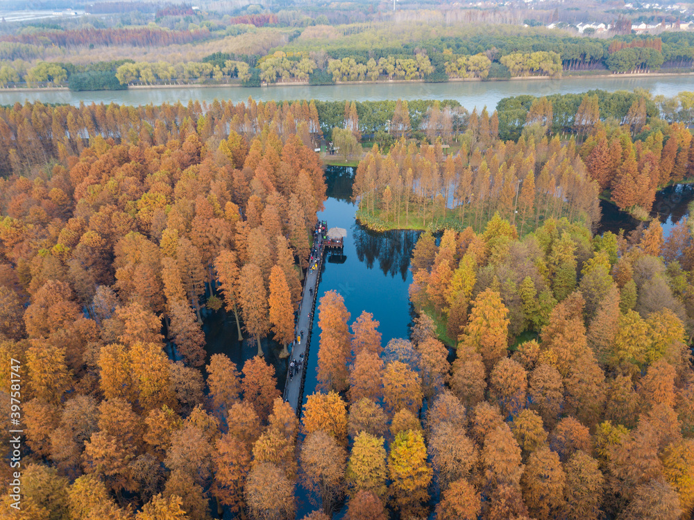 秋天，中国湿地中的黄塘柏树林鸟瞰图。