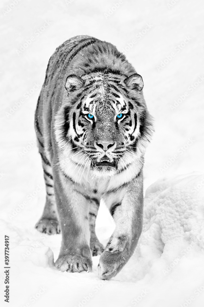 冬天背景下雪地里的老虎