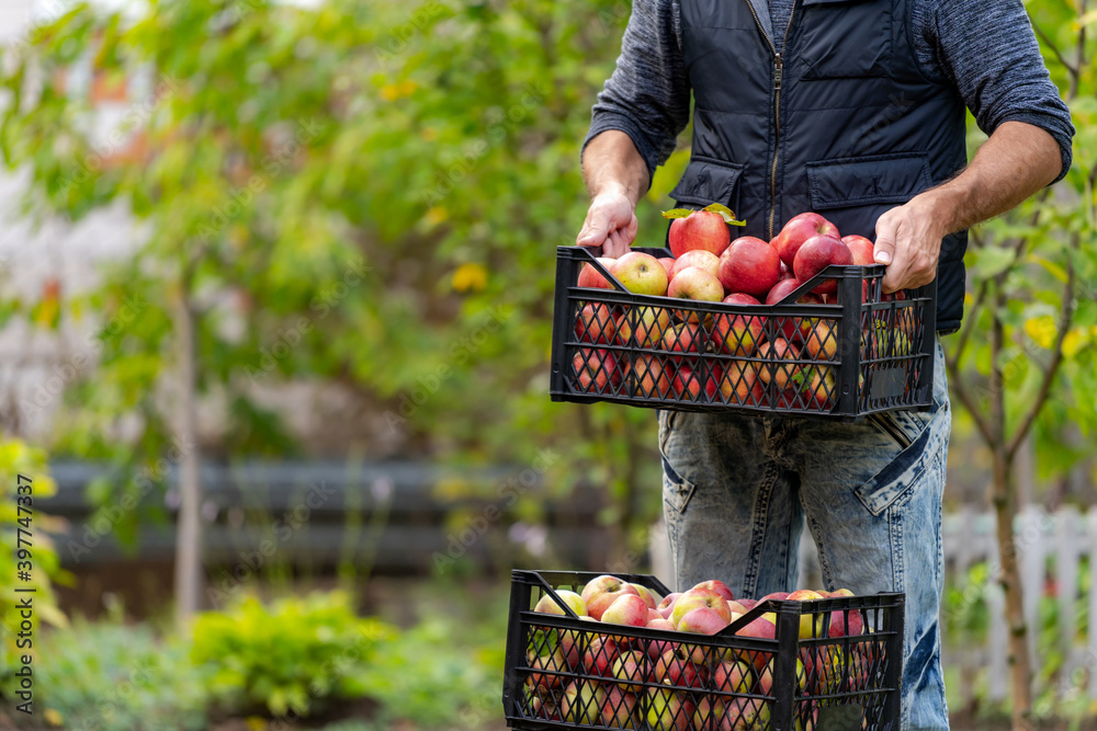农夫或园丁采摘一盒新鲜的有机苹果。太阳下，手里拿着红苹果的篮子