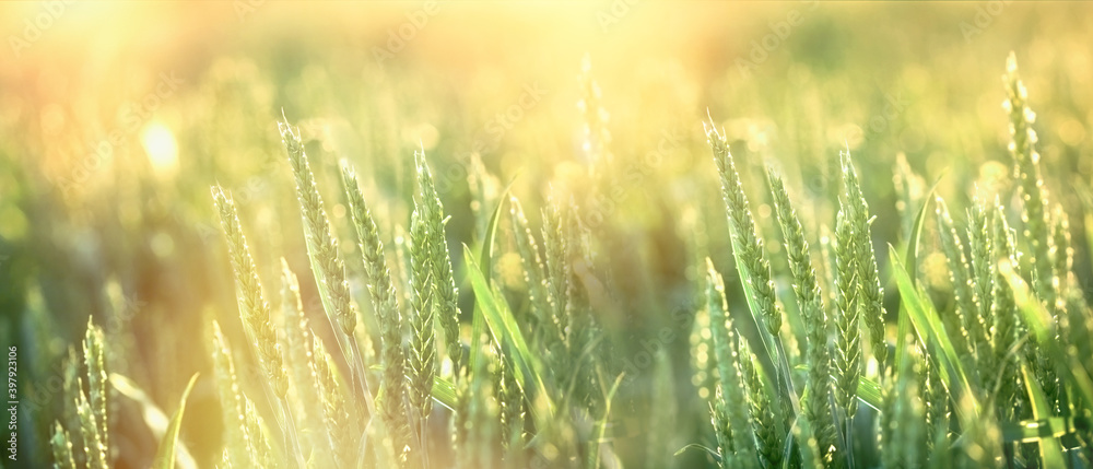 麦田，阳光照射下未成熟的小麦