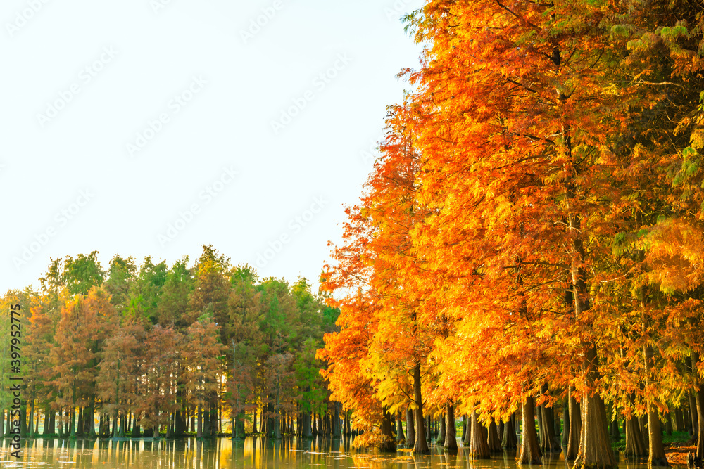 秋天美丽多彩的森林景观。