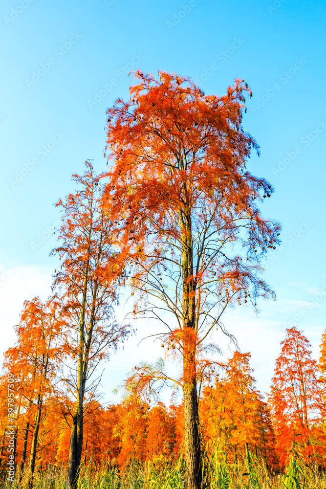 秋天五彩缤纷的森林景观。