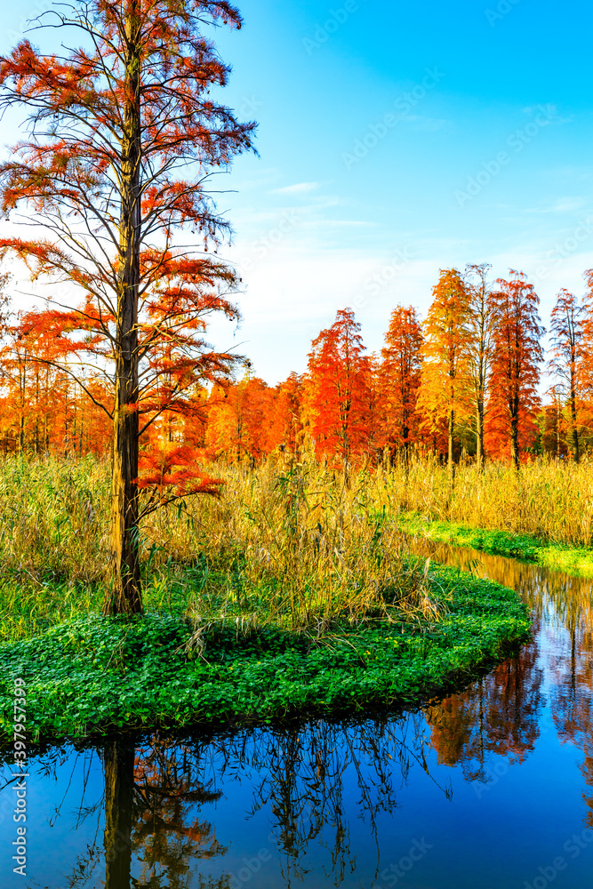 秋天美丽多彩的森林景观。