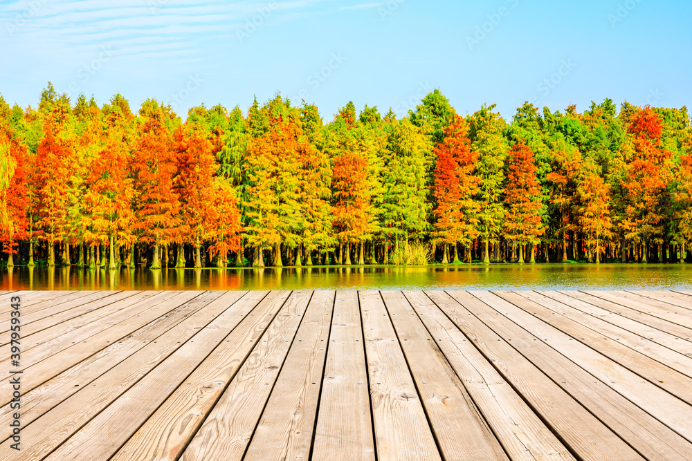 秋天的木制广场和五颜六色的森林自然景观。