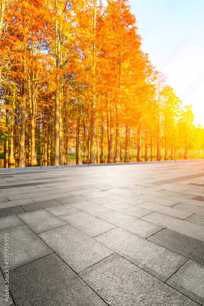 秋季空旷的广场地面和色彩缤纷的森林自然景观。