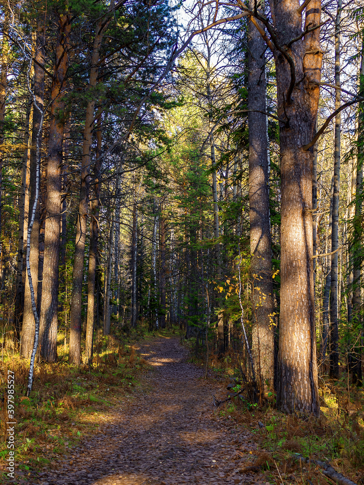 阳光明媚的午后，秋日森林中的一条森林小路。