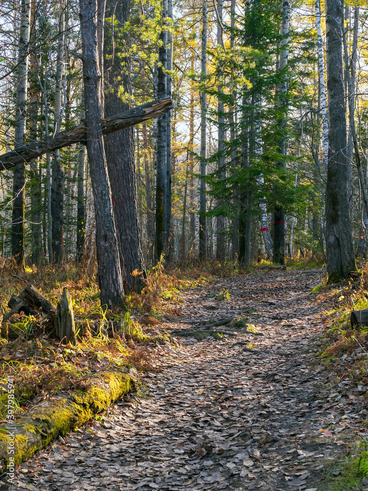 阳光明媚的午后，秋天森林里的一条林间小道。
