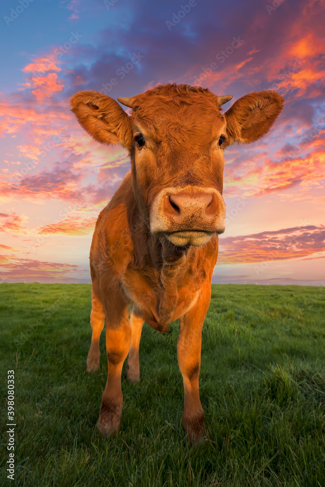 棕色奶牛的垂直肖像