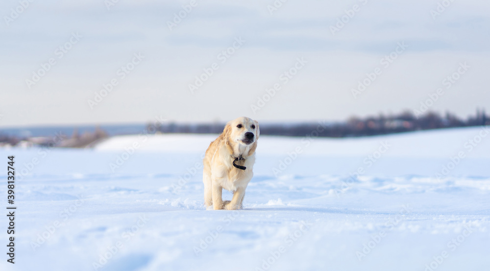 金毛猎犬在深雪中奔跑