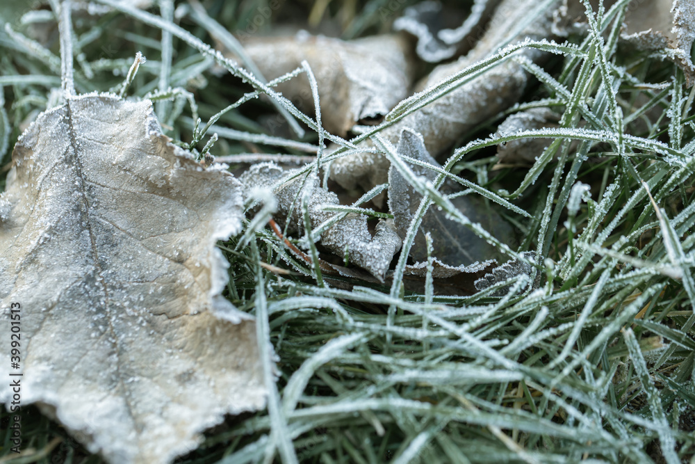 一个初霜的早晨，草地上覆盖着霜。