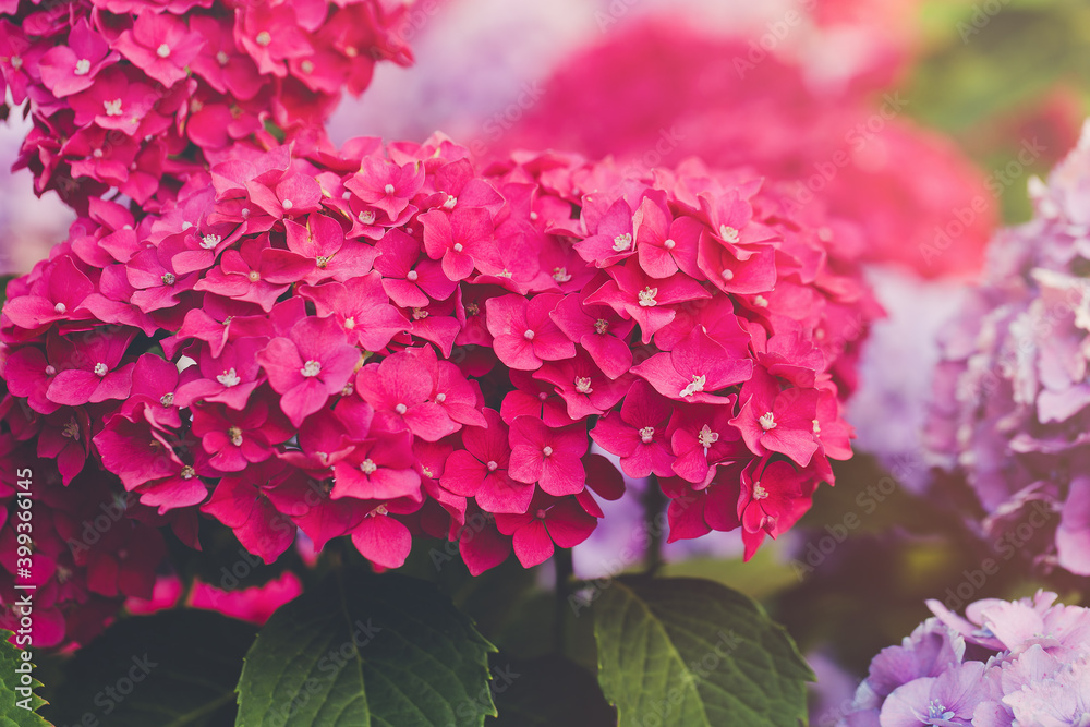 花园里盛开的粉色绣球花或菊花。春天或夏天。特写，选择性聚焦，警察